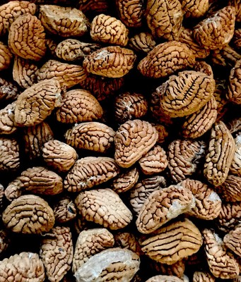 10 Fresh Iboga Seeds. Tabernanthe Iboga. Eboga. Ibogaine Shrub. Rare. | eBay
