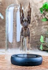 Tarantula spider Bird Eating - Dome Taxidermy Entomology Oddities Curiosity gift