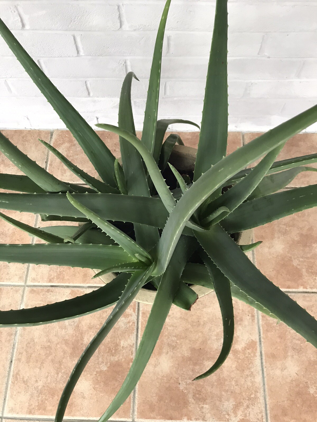 Pretty Green Stoneware Pot (Frostproof) With 3 Very Established Aloe Vera Plants eBay
