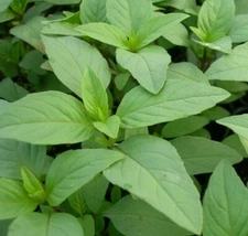 LIME BASIL SEEDS 300+ garden Herbs cuisine CULINARY cooking SPICE FREE SHIPPING