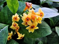ORANGE ZEST Peel Jasmine Jessamine Tropical Cestrum Plant Fragrant Orange Flower