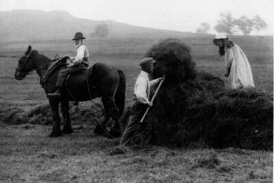 Man stacks hay while another waits on a horse to take it away Old Photo