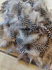 100 Perlhuhnfedern Freilandh. Sortierung 2 Osterdeko Federn Osternest Basteln 