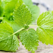 1000++ LEMON BALM SEEDS (Melissa officinalis) - NON GMO , Heirloom Seeds | USA