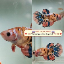 Live Betta Fish Thailand -- Green Orange HM Female