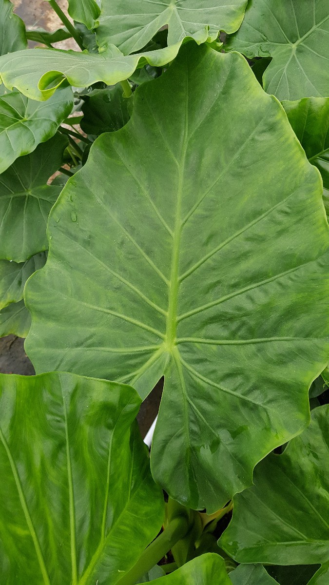 Alocasia macrorrhiza Oreille d'Éléphant en pot de 30L contre le vis-à-vis