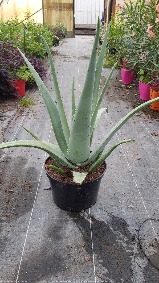 Aloe vera grand format pour végétaliser un salon lumineux ou une véranda