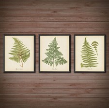 Vintage Pressed Fern Wall Art Set of 3