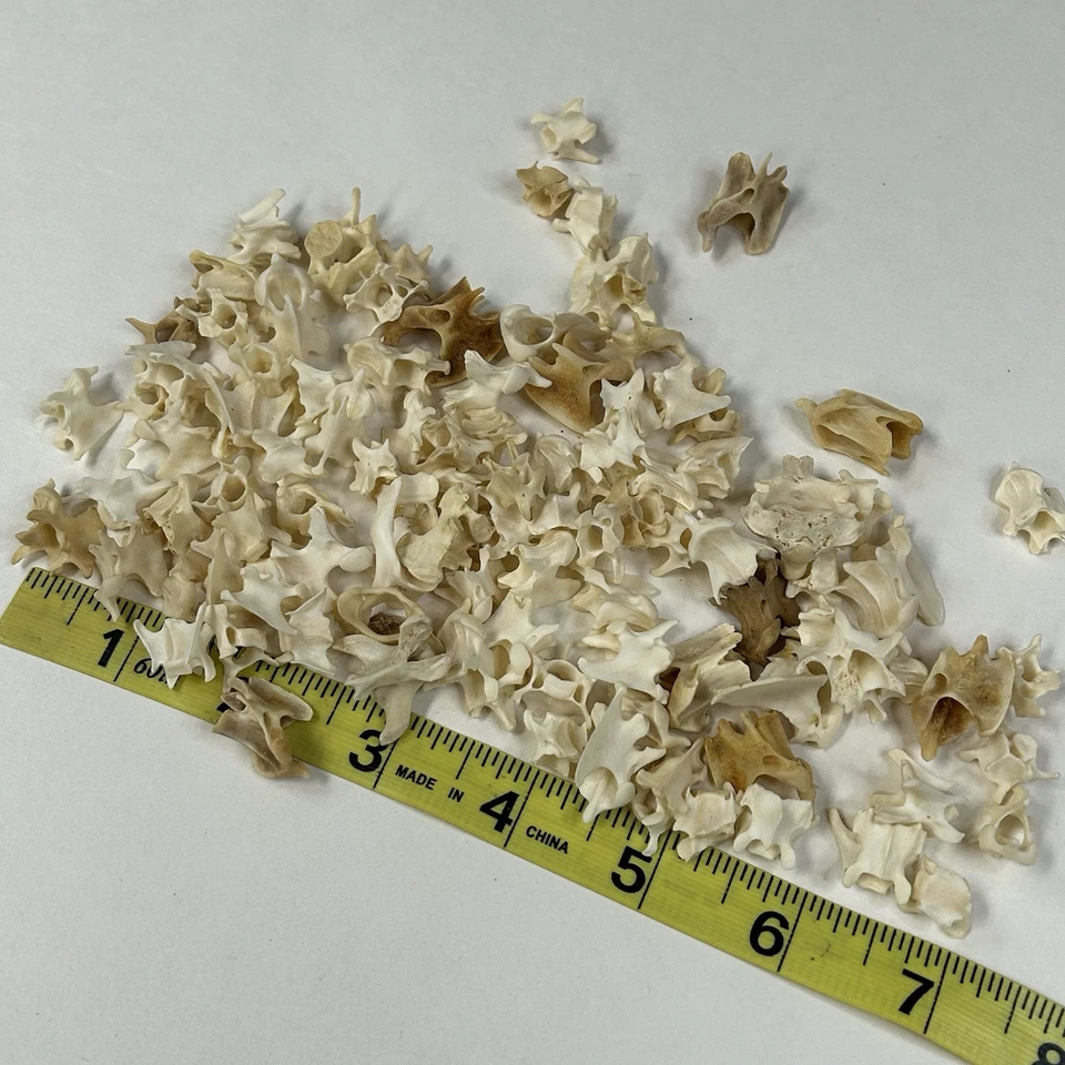 Lote de 100 ossos sortidos de vértebras de vison arte limpa real artesanato gótico #4080 - Imagem 4 de 4