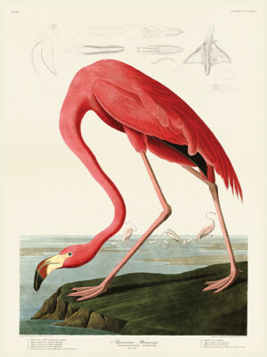 John James Audubon - American Flamingo - Leinwandbild Wandbild 2 Größen verfügbar