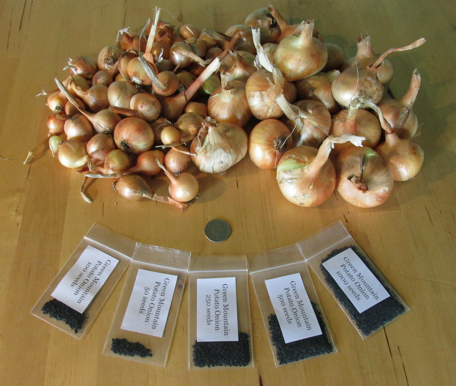 Green Mountain Potato Onion Seeds and Bulbs Organic Multiplier Onions