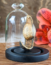 Medicinal Leech Dome Display specimen Taxidermy Oddities Curiosities doctor gif