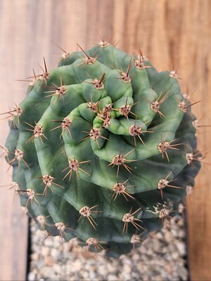 Cereus forbesii Spiralis - Spiral Cactus - 12" tall | eBay