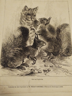 Sk152 Ephemera 1875 Buch Bild Katzen und Eichhörnchen