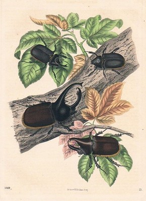 1869 - Hirschkäfer Hirschhornkäfer Käfer beetle Lithographie lithography