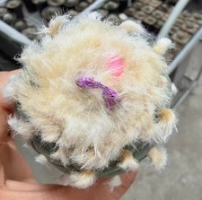 Sale Rare Plant Cacti L diff WYSIWYG Own Root Boutique Garden 5.7cm