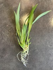 Bouture Chlorophytum plante araignée dépolluante  à repiquer