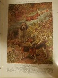 EH Miner HARRIER & OTTERHOUND DOGS bookplate 1937 National Geographic Magazine