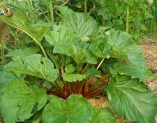 Old Time Rhubarb 100 Seeds from my "Organic" Homestead Garden, July 2025 Harvest