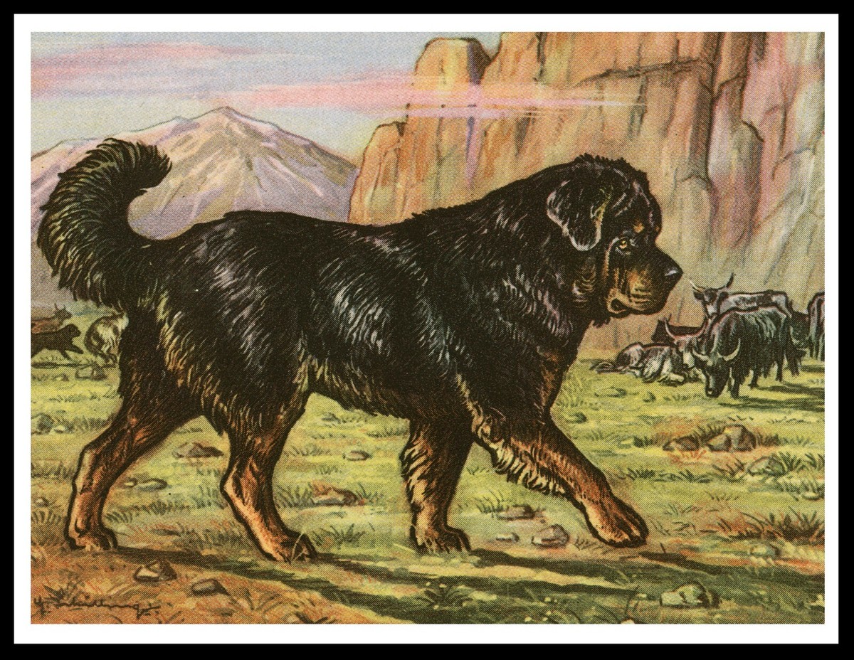 Tibetan Mastiff Compared With Tiger TIBETAN MASTIFF LOVELY VINTAGE