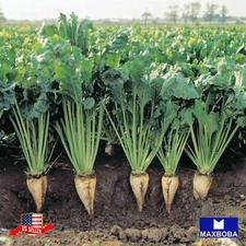 Beet Seeds - Sugar Beet / Beta vulgaris - Non-GMO Heirloom and Vegetable Garden