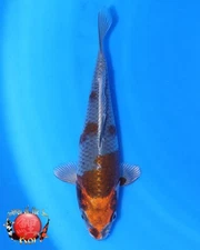 Imported Japanese Koi Fish Live - 1 Koi ( Kogane Ochiba ) 7inch
