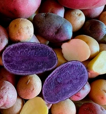 Potato Seeds 1 lb. Tubers Mix Purple Red Yukon Russet Organic Seed Potatoes