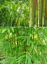 Riesenbambus Pflanzen & Samen - Schnellwachsend - versch. Sorten