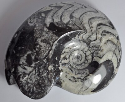MEDIUM POLISHED GONIATITE FOSSIL DEVONIAN AMMONITE 390M YEARS OLD 123 TO 132mm
