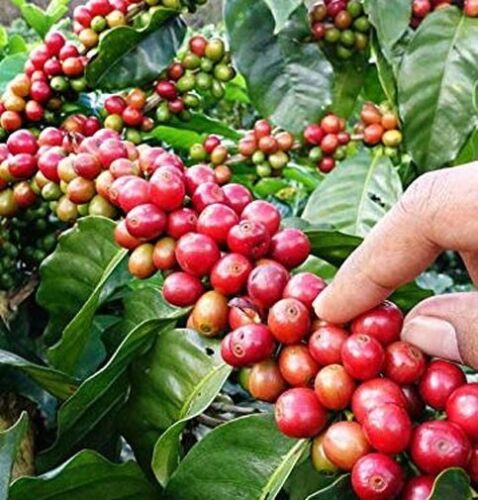 Coffea arabica Chandragiri | 5_Seeds - 第 1/5 張圖片
