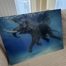 Produktbild - Gerahmtes Wandbild Elefant Motiv, Tiere & Natur, blau/grau, horizontal