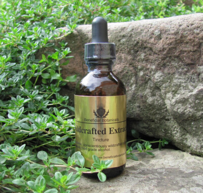 Lomatium Root Herbal Tincture / organic wild harvested pristine location