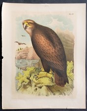 Stampa antica aquila reale rapace ornitologia cromolitografia 1880 circa