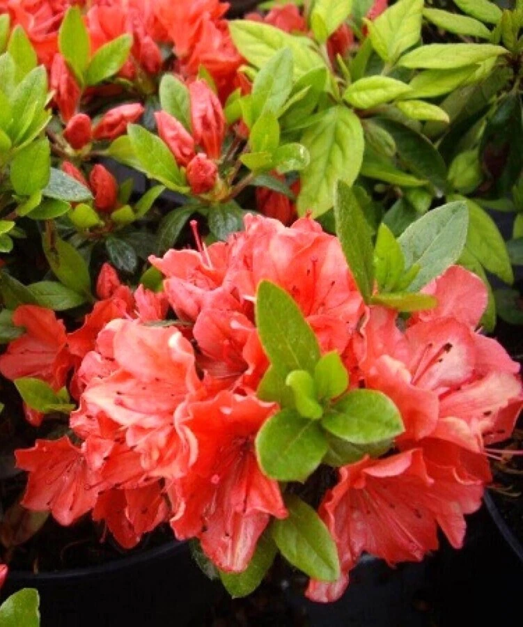 Rhododendron Orange online kaufen | eBay.de