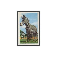 1970 Trucards Animals Zebra #2