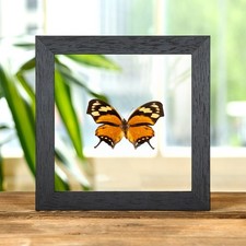 The Tiger Leaf-wing Butterfly In Clear Glass Frame (Anaea fabius divisus)