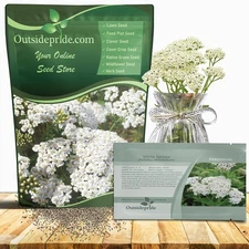 5 LBS Achillea White Yarrow Seeds For Planting | Yarrow Wild Flower Seeds