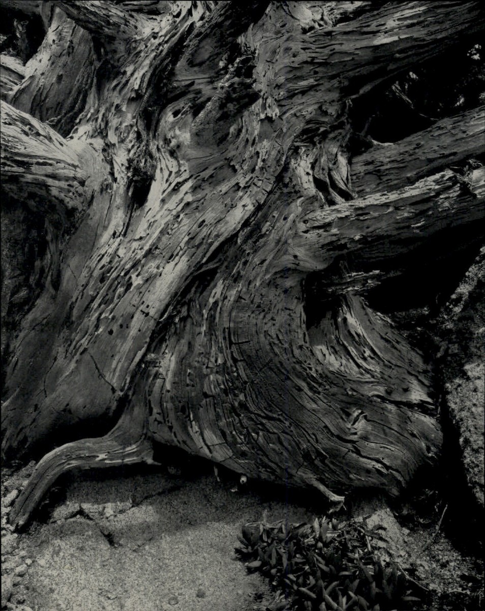 WESTON’S WESTONS　Edward Weston Edward Weston | Holden Luntz Gallery