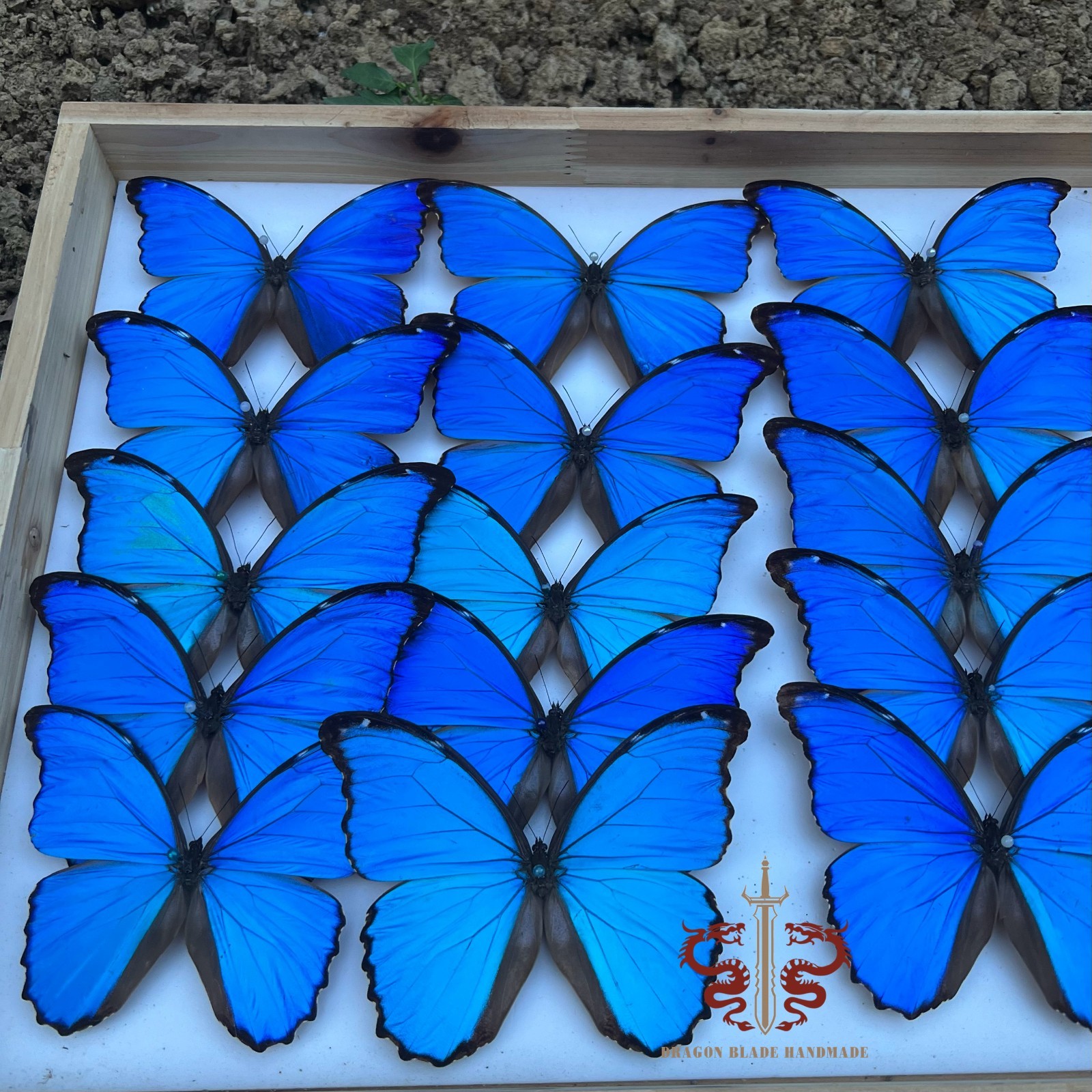 Butterfly specimen Large Blue Morpho menelaus, wings spread A1/A- high quality