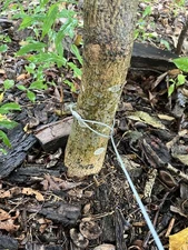 One Dozen 29” Trapping Extension Cables 3/32” Dog Proof DP