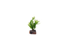 Java Fern Microsorum Size: Rooted on Small Driftwood Live Aquarium Plants