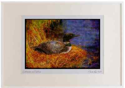 163078 Gemeiner Seel auf Nest Aquarell Bilderrahmen Limitierte Auflage A2