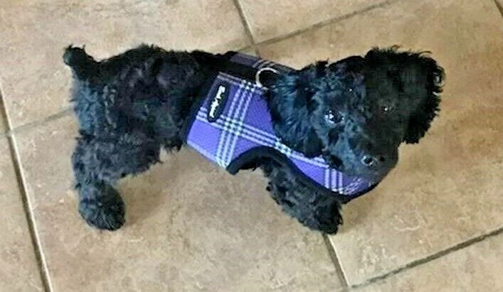 Dog Harness Wrap N Go Plaid Lavender Choke Free Mesh Large 18-22"