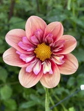 1 - Collarette Dahlia RHUBARB & CUSTARD Flower Bulb Tuber Cluster * UNIQUE COLOR