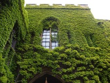 Hedera helix seeds Parthenocissus quinquefolia tricuspidata  English Ivy Creeper