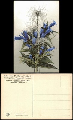 Gentiana asclepiadea. Pulsatilla alpina (fructus). Photochromy Botany 1912