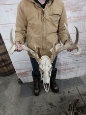 Wild 8 Point Whitetail Deer Antler Rack Horn European Skull Mount Man Cave 129"