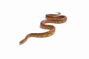 snake bedding corn snake