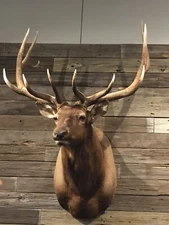 BULL ELK 6 X 6 SHOULDER MOUNT - POPE & YOUNG 342 1/8 " - EXCELLENT CONDITION