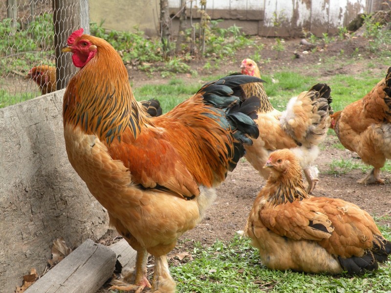 12+6 BUFF BRAHMA FERTILE HATCHING EGGS (LARGE BREED)